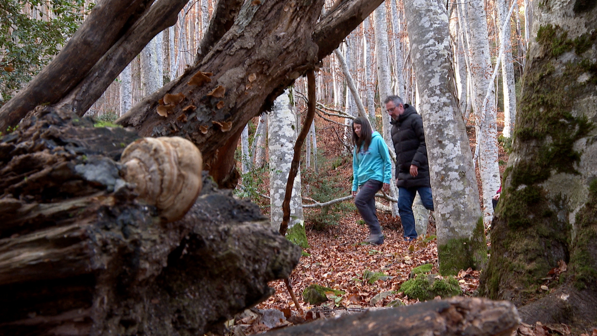 Aragón TV El Bosque Encantado